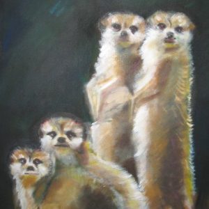 Meerkats